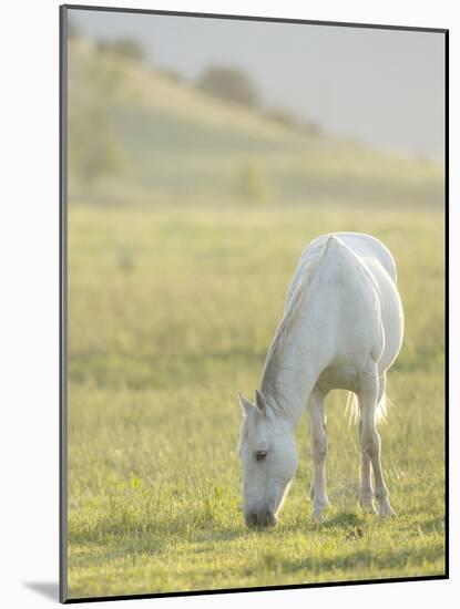 Horses Grazing before Sunset, Philmont Scout Ranch, Cimarron, New Mexico-Maresa Pryor-Mounted Photographic Print