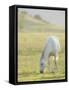 Horses Grazing before Sunset, Philmont Scout Ranch, Cimarron, New Mexico-Maresa Pryor-Framed Stretched Canvas