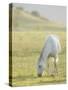 Horses Grazing before Sunset, Philmont Scout Ranch, Cimarron, New Mexico-Maresa Pryor-Stretched Canvas