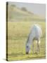 Horses Grazing before Sunset, Philmont Scout Ranch, Cimarron, New Mexico-Maresa Pryor-Stretched Canvas