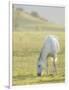 Horses Grazing before Sunset, Philmont Scout Ranch, Cimarron, New Mexico-Maresa Pryor-Framed Photographic Print