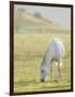 Horses Grazing before Sunset, Philmont Scout Ranch, Cimarron, New Mexico-Maresa Pryor-Framed Photographic Print