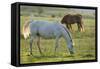 Horses Grazing before Sunset, Philmont Scout Ranch, Cimarron, New Mexico-Maresa Pryor-Framed Stretched Canvas