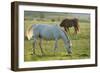 Horses Grazing before Sunset, Philmont Scout Ranch, Cimarron, New Mexico-Maresa Pryor-Framed Photographic Print