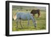 Horses Grazing before Sunset, Philmont Scout Ranch, Cimarron, New Mexico-Maresa Pryor-Framed Photographic Print