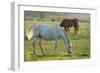 Horses Grazing before Sunset, Philmont Scout Ranch, Cimarron, New Mexico-Maresa Pryor-Framed Photographic Print