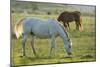 Horses Grazing before Sunset, Philmont Scout Ranch, Cimarron, New Mexico-Maresa Pryor-Mounted Photographic Print