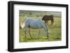 Horses Grazing before Sunset, Philmont Scout Ranch, Cimarron, New Mexico-Maresa Pryor-Framed Photographic Print