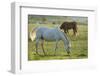 Horses Grazing before Sunset, Philmont Scout Ranch, Cimarron, New Mexico-Maresa Pryor-Framed Photographic Print