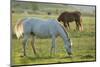 Horses Grazing before Sunset, Philmont Scout Ranch, Cimarron, New Mexico-Maresa Pryor-Mounted Photographic Print