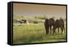 Horses Grazing before Sunset, Philmont Scout Ranch, Cimarron, New Mexico-Maresa Pryor-Framed Stretched Canvas