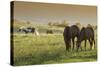 Horses Grazing before Sunset, Philmont Scout Ranch, Cimarron, New Mexico-Maresa Pryor-Stretched Canvas