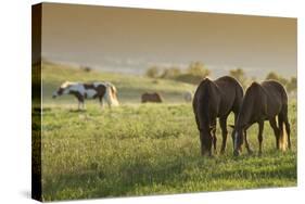 Horses Grazing before Sunset, Philmont Scout Ranch, Cimarron, New Mexico-Maresa Pryor-Stretched Canvas