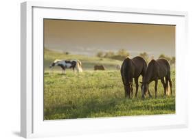 Horses Grazing before Sunset, Philmont Scout Ranch, Cimarron, New Mexico-Maresa Pryor-Framed Photographic Print