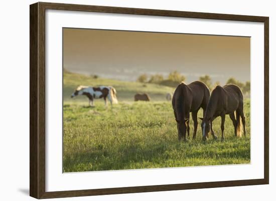 Horses Grazing before Sunset, Philmont Scout Ranch, Cimarron, New Mexico-Maresa Pryor-Framed Photographic Print