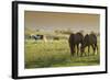 Horses Grazing before Sunset, Philmont Scout Ranch, Cimarron, New Mexico-Maresa Pryor-Framed Photographic Print