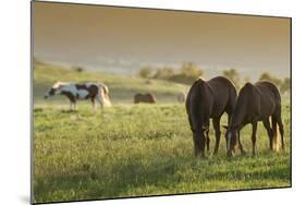 Horses Grazing before Sunset, Philmont Scout Ranch, Cimarron, New Mexico-Maresa Pryor-Mounted Photographic Print