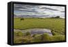 Horses Grazing by Abandon House, Vidbordssel Farm, Hornafjordur, Iceland-Arctic-Images-Framed Stretched Canvas