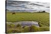 Horses Grazing by Abandon House, Vidbordssel Farm, Hornafjordur, Iceland-Arctic-Images-Stretched Canvas