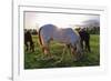 Horses Grazing in a Field, Tewksbury, New Jersey-George Oze-Framed Photographic Print