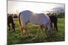 Horses Grazing in a Field, Tewksbury, New Jersey-George Oze-Mounted Photographic Print