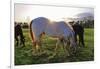 Horses Grazing in a Field, Tewksbury, New Jersey-George Oze-Framed Photographic Print