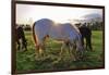 Horses Grazing in a Field, Tewksbury, New Jersey-George Oze-Framed Photographic Print