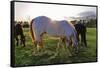 Horses Grazing in a Field, Tewksbury, New Jersey-George Oze-Framed Stretched Canvas