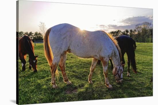 Horses Grazing in a Field, Tewksbury, New Jersey-George Oze-Stretched Canvas