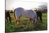 Horses Grazing in a Field, Tewksbury, New Jersey-George Oze-Stretched Canvas