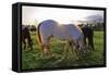 Horses Grazing in a Field, Tewksbury, New Jersey-George Oze-Framed Stretched Canvas