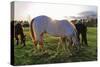 Horses Grazing in a Field, Tewksbury, New Jersey-George Oze-Stretched Canvas