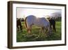 Horses Grazing in a Field, Tewksbury, New Jersey-George Oze-Framed Photographic Print