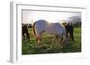 Horses Grazing in a Field, Tewksbury, New Jersey-George Oze-Framed Photographic Print