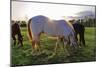 Horses Grazing in a Field, Tewksbury, New Jersey-George Oze-Mounted Photographic Print