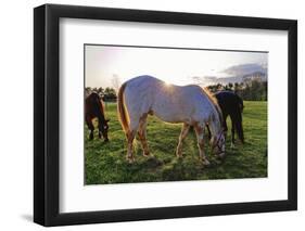 Horses Grazing in a Field, Tewksbury, New Jersey-George Oze-Framed Photographic Print