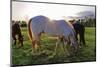 Horses Grazing in a Field, Tewksbury, New Jersey-George Oze-Mounted Photographic Print