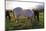 Horses Grazing in a Field, Tewksbury, New Jersey-George Oze-Mounted Photographic Print