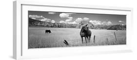 Horses Grazing in a Meadow, Kolob Reservoir, Utah, USA-null-Framed Photographic Print