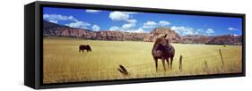 Horses Grazing in a Meadow, Kolob Reservoir, Utah, USA-null-Framed Stretched Canvas