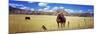 Horses Grazing in a Meadow, Kolob Reservoir, Utah, USA-null-Mounted Premium Photographic Print