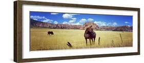 Horses Grazing in a Meadow, Kolob Reservoir, Utah, USA-null-Framed Photographic Print