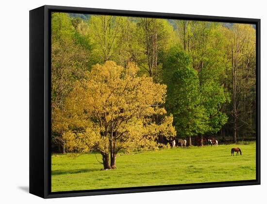 Horses Grazing in Meadow at Cades Cove, Great Smoky Mountains National Park, Tennessee, USA-Adam Jones-Framed Stretched Canvas