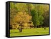 Horses Grazing in Meadow at Cades Cove, Great Smoky Mountains National Park, Tennessee, USA-Adam Jones-Framed Stretched Canvas