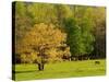 Horses Grazing in Meadow at Cades Cove, Great Smoky Mountains National Park, Tennessee, USA-Adam Jones-Stretched Canvas