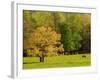 Horses Grazing in Meadow at Cades Cove, Great Smoky Mountains National Park, Tennessee, USA-Adam Jones-Framed Photographic Print