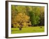 Horses Grazing in Meadow at Cades Cove, Great Smoky Mountains National Park, Tennessee, USA-Adam Jones-Framed Photographic Print