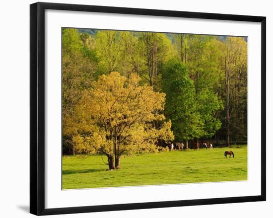 Horses Grazing in Meadow at Cades Cove, Great Smoky Mountains National Park, Tennessee, USA-Adam Jones-Framed Photographic Print