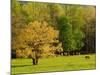 Horses Grazing in Meadow at Cades Cove, Great Smoky Mountains National Park, Tennessee, USA-Adam Jones-Mounted Photographic Print