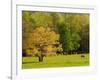 Horses Grazing in Meadow at Cades Cove, Great Smoky Mountains National Park, Tennessee, USA-Adam Jones-Framed Photographic Print